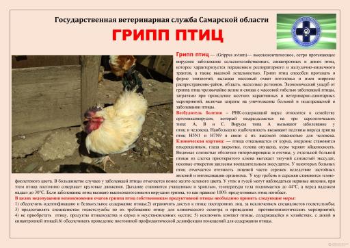 Грипп птиц СВО