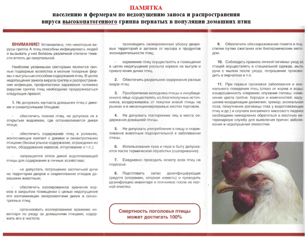 Высокопатогенный грипп птиц